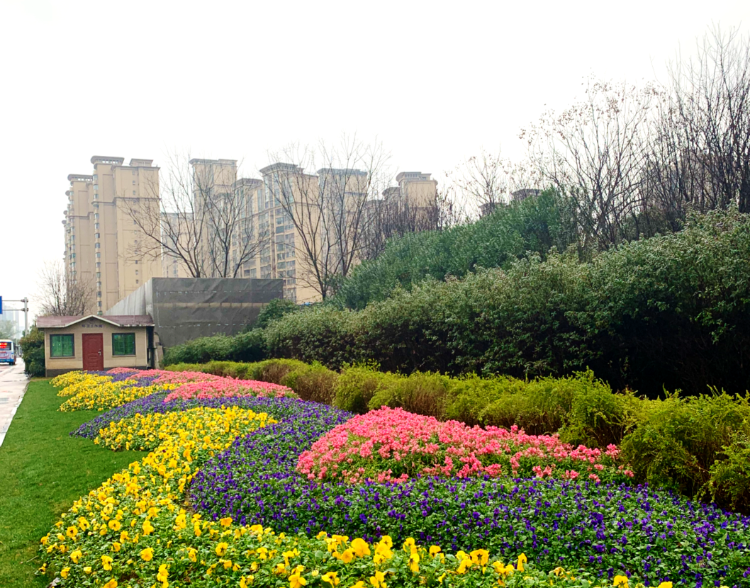 春节我在岗｜雨花园林坚守一线，增花添彩27.3万盆