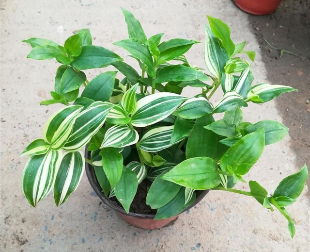 吊竹梅的风水寓意 吊竹梅生长习性和养殖方法