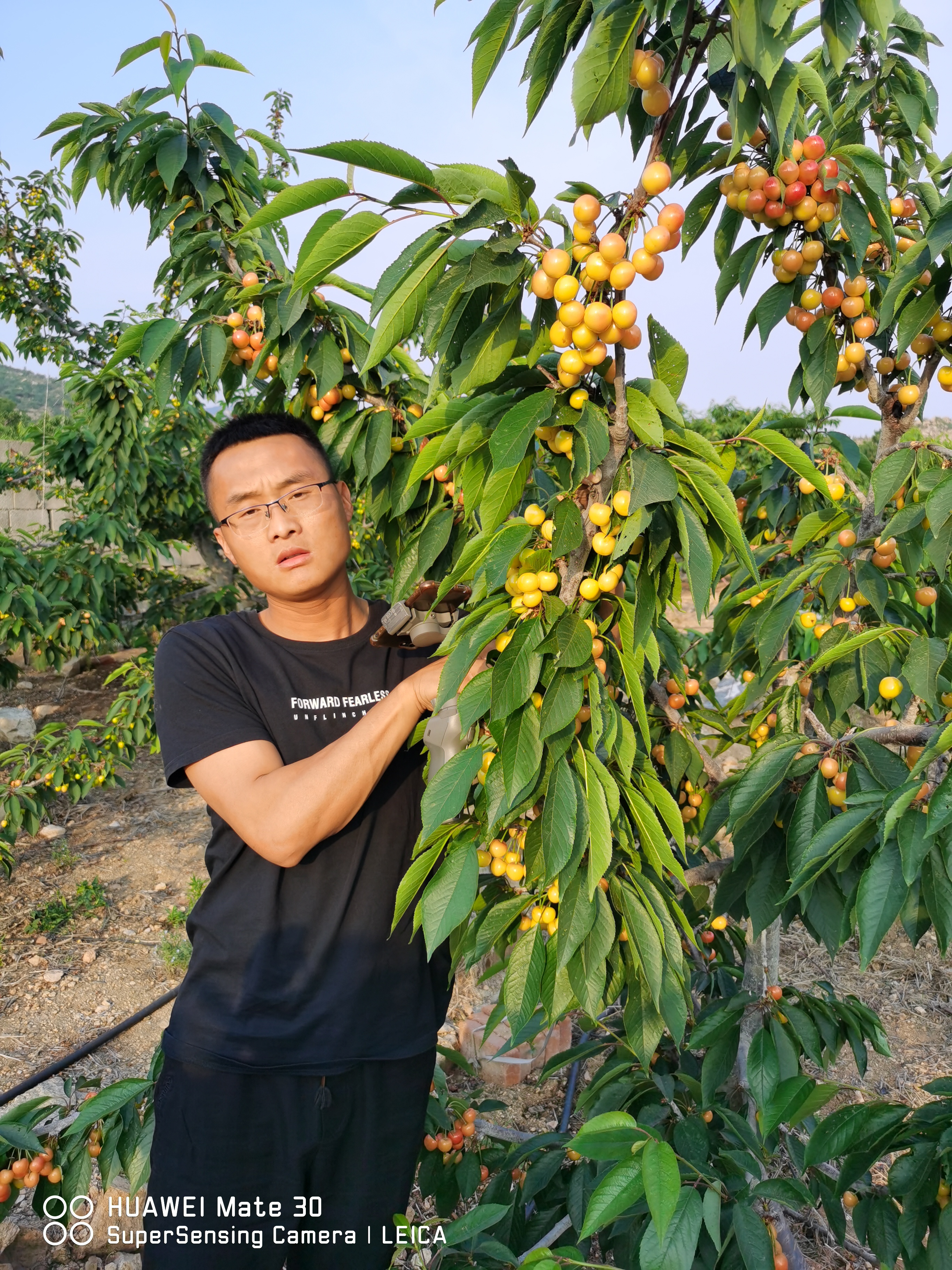 介绍冰糖樱樱桃品种特性 冰糖樱桃树苗山东价格