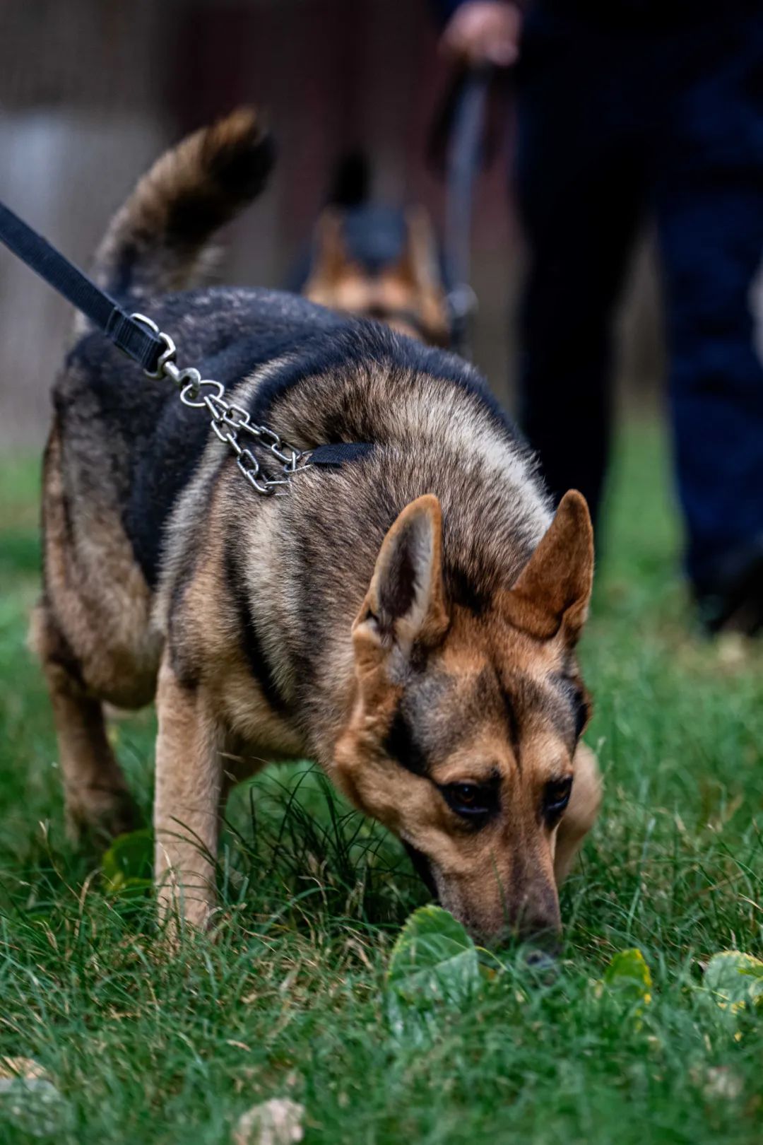 警犬品种图片大全图片