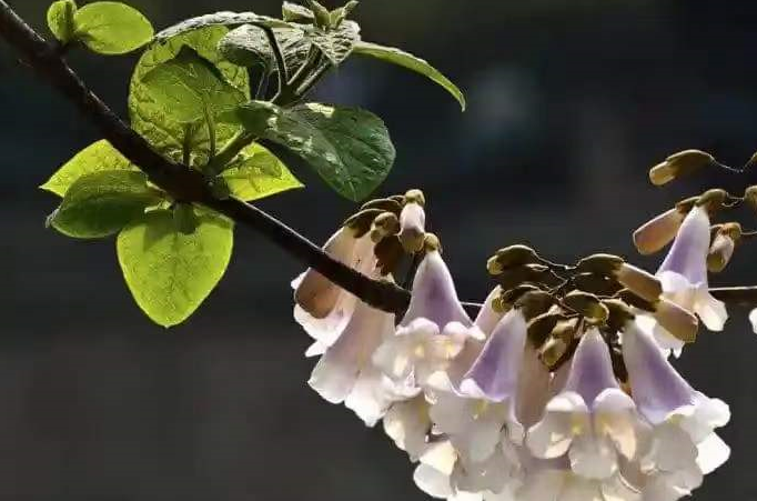 清明一候 桐花(花谢花飞)玄参科泡桐花,花为筒状,多为紫色,也有白色