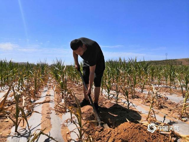 甘肃环县干旱蔓延土地龟裂农作物干枯