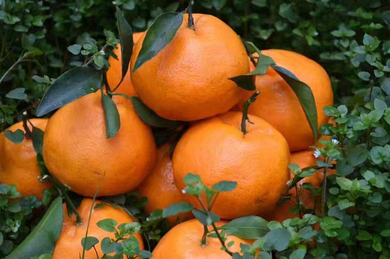 百度爱采购首页 商品专题_柑桔综上,甘平确实是个高端品种,除了品质