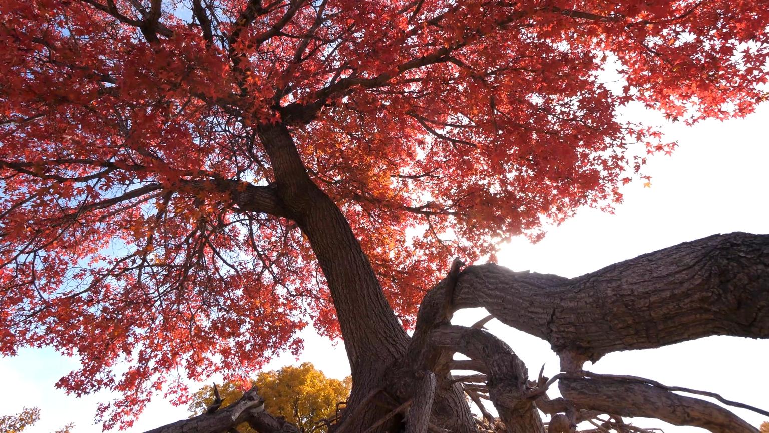千城胜景|内蒙古松树山自然保护区:秋意浓 枫叶红