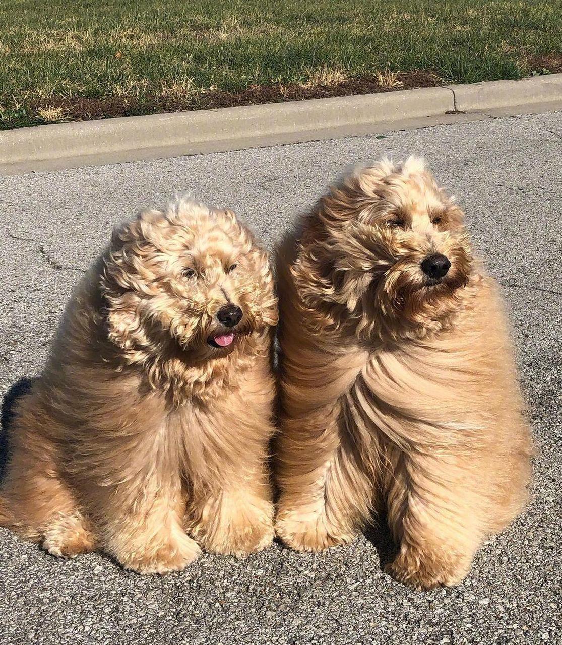 两只金德利犬的迎风生活,哈哈哈哈哈我真的大晚上笑到邻居来敲门骂我