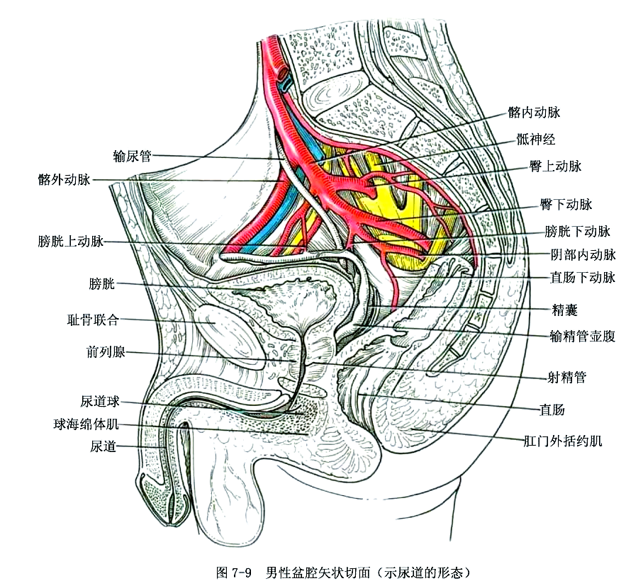 男性生殖系统的详细解剖