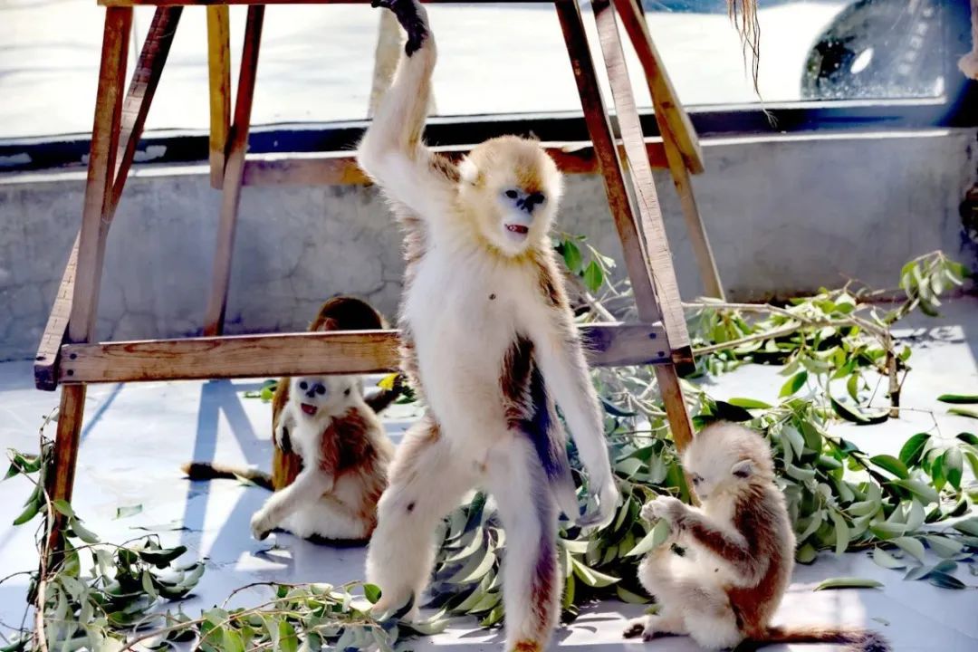 商丘动物园又添5只"国宝"