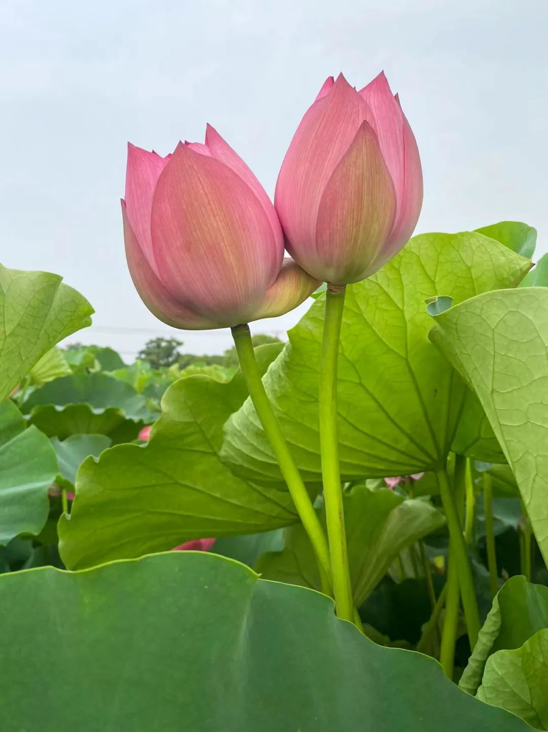 与荷花"藕遇",金山这里迎来了盛花期!请收下今夏第一波荷花美图
