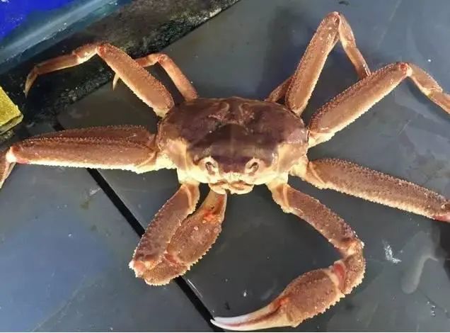 又到吃螃蟹的季节,哈喇子流一地