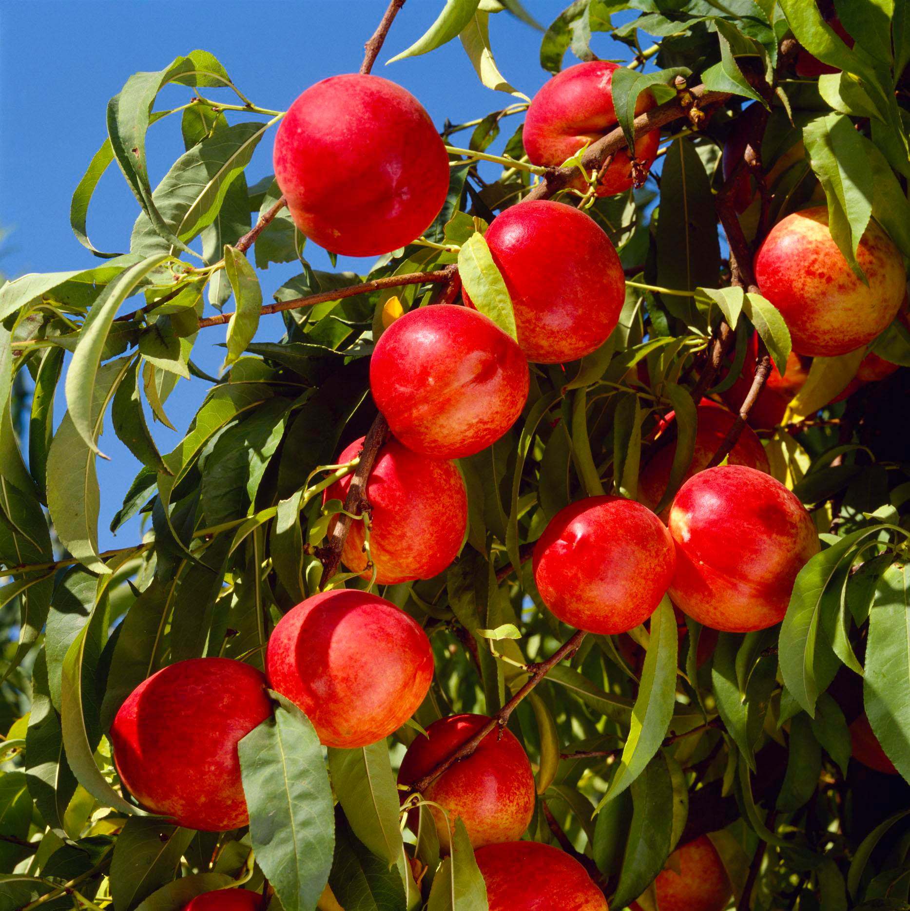 作物膨果慢,着色差,含糖低,上市晚怎么办?