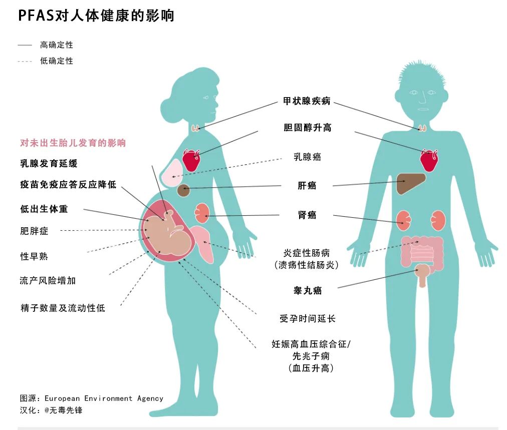 pfas对人体健康的影响