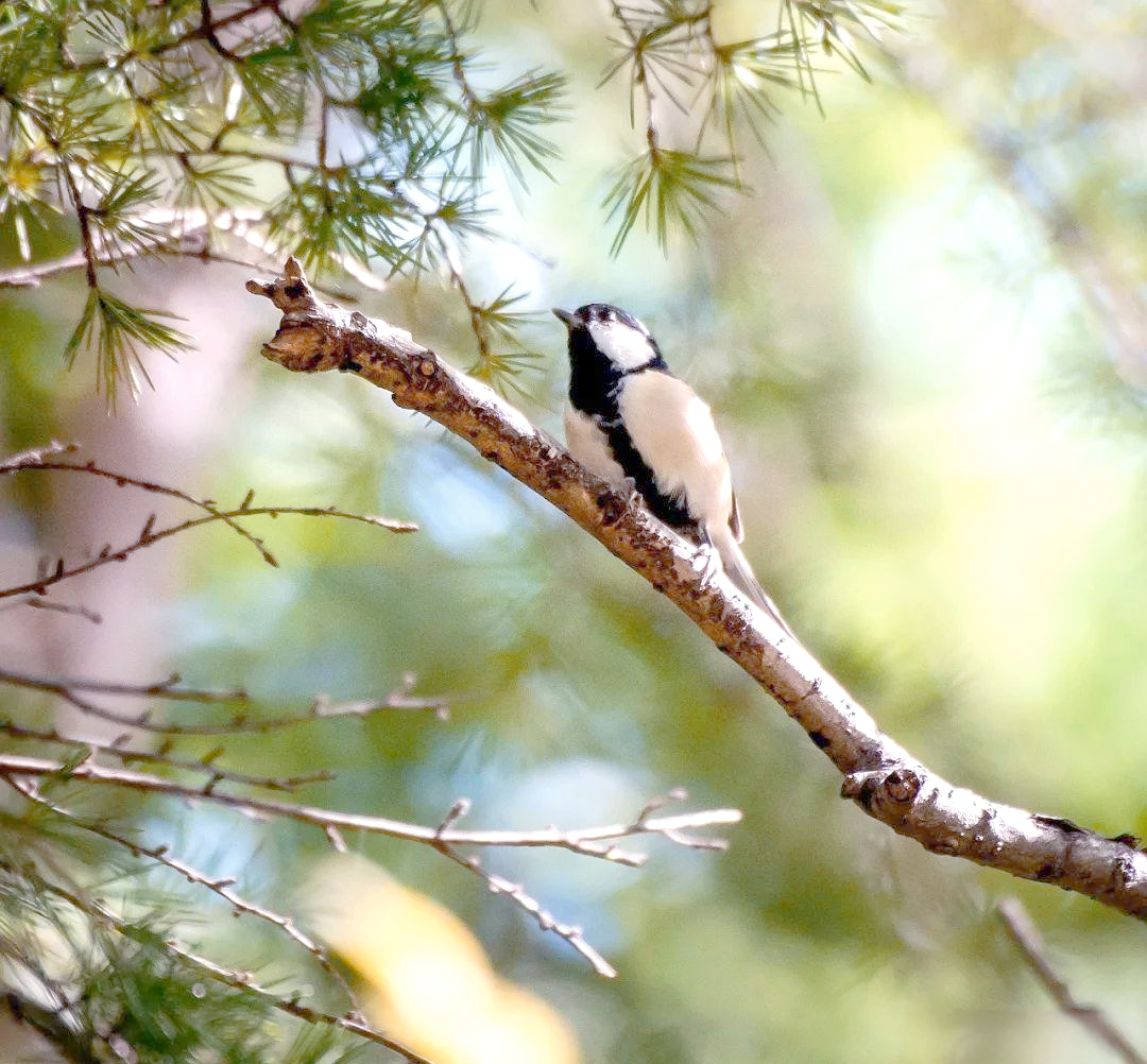 探索远东山雀的奥秘世界