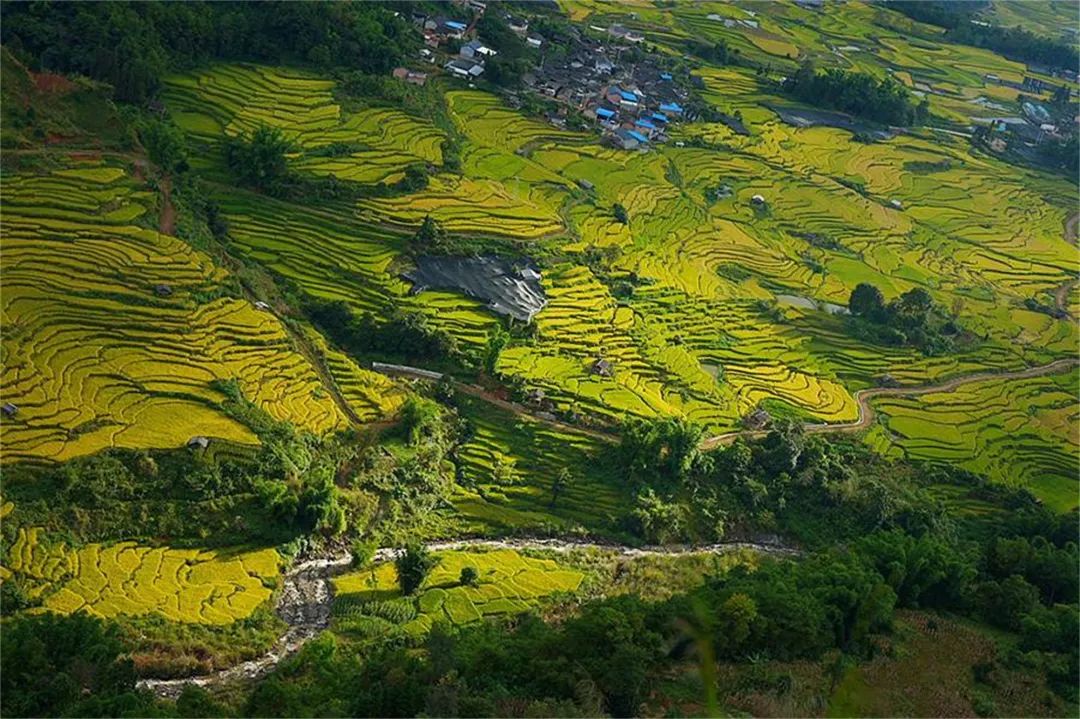 龙陵龙江:稻花鱼,金秋诗意的馈赠