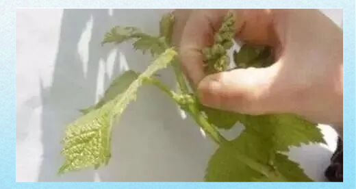 阳光玫瑰葡萄栽培技术视频
