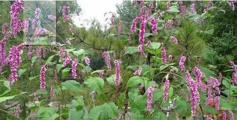 中药材:水红花子