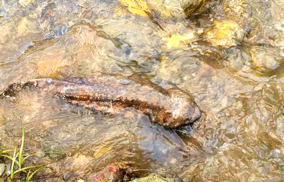 群众与警方合力成功放生娃娃鱼:谱写生态保护新篇章