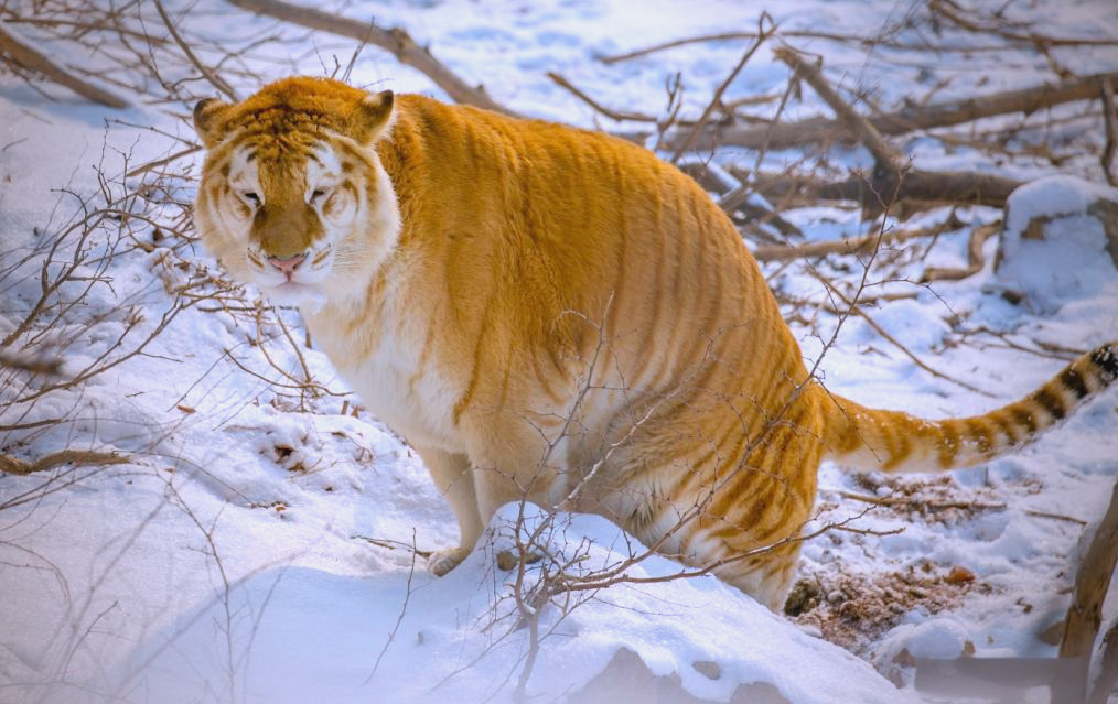 金虎:孟加拉虎的罕见金黄色变种