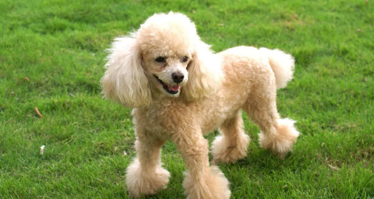 贵妃犬是什么犬了