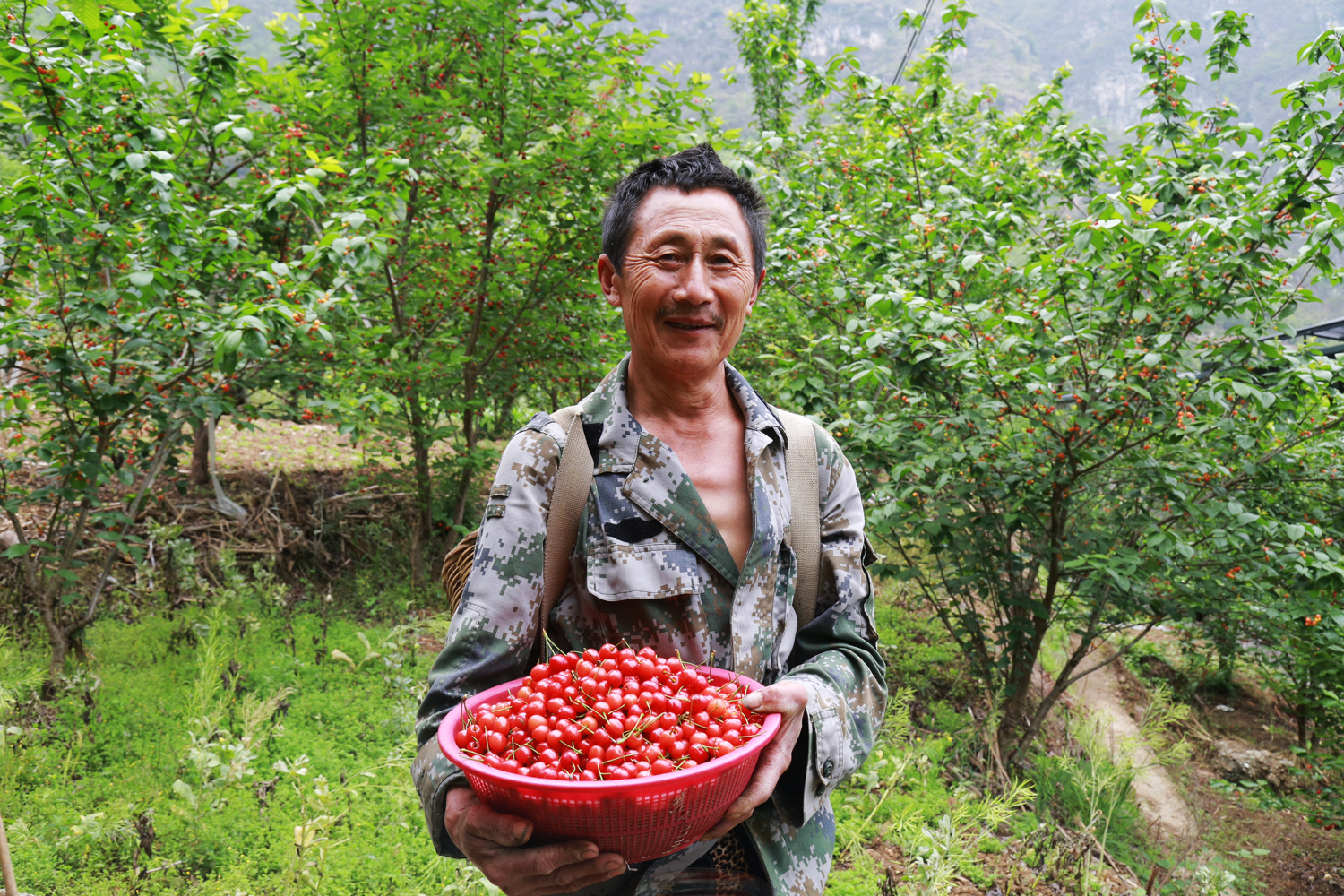 乐山樱桃采摘好去处图片