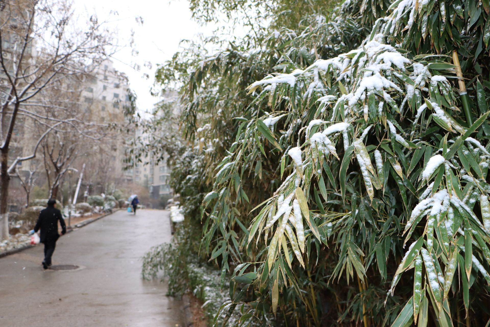 组图|雪中花趣