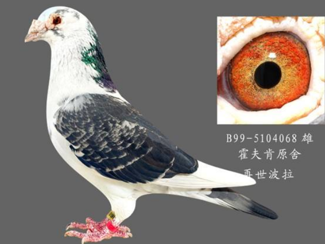 信鸽怎么分辨公母