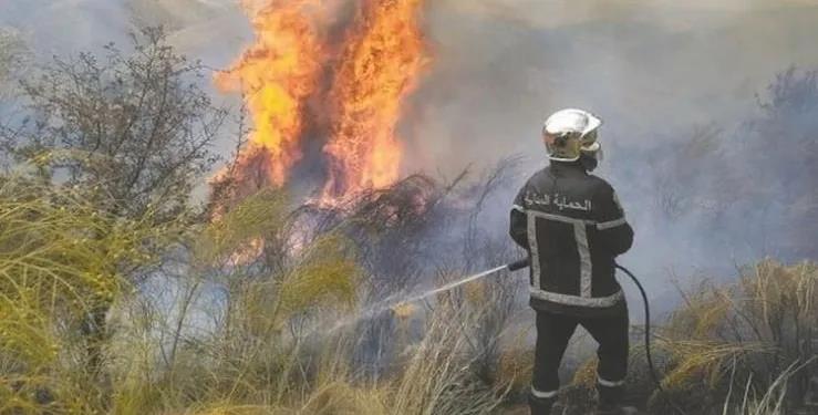 阿尔及利亚发生森林火灾 已造成15人死亡