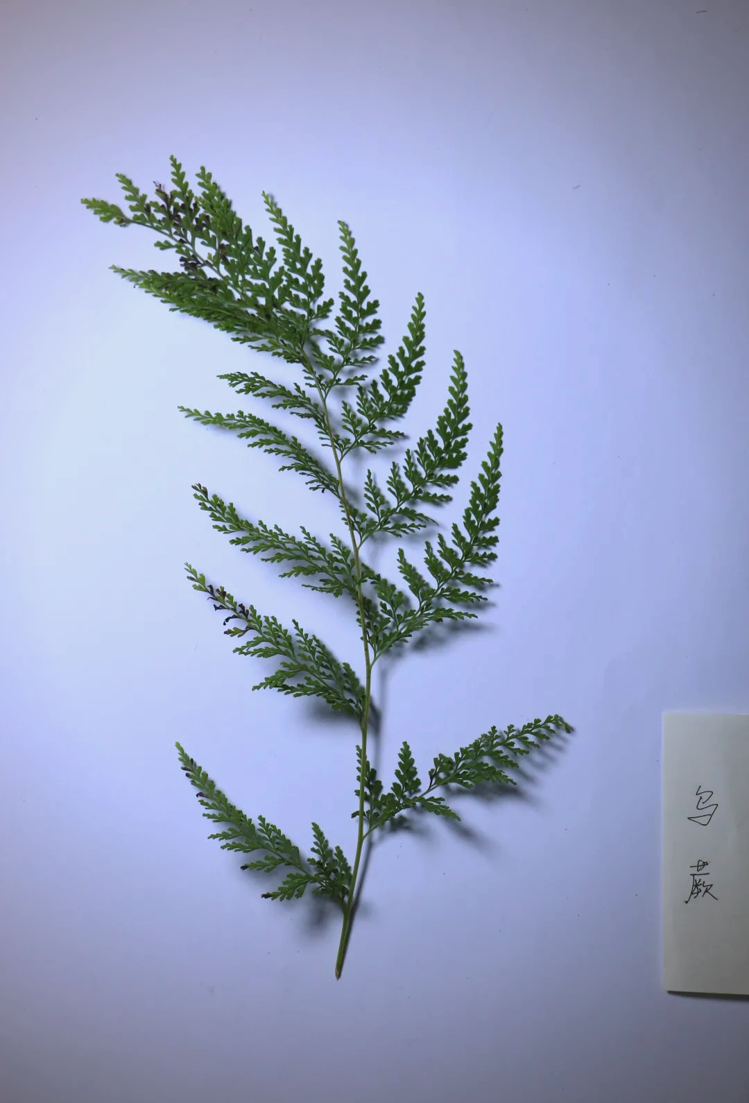 松阳草药人的智慧与端午茶传承