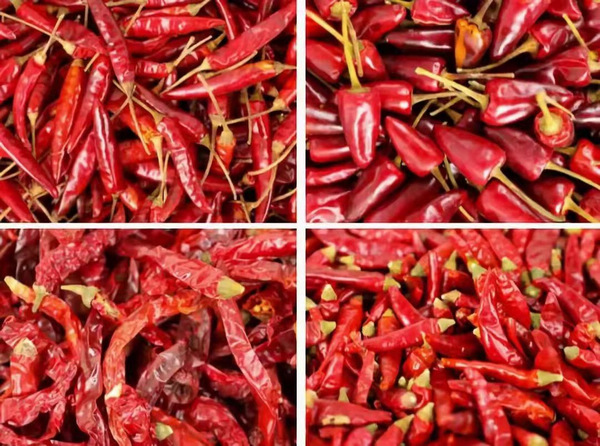 遵义市市长黄伟:以椒为媒会宾朋 共品遵辣迎未来