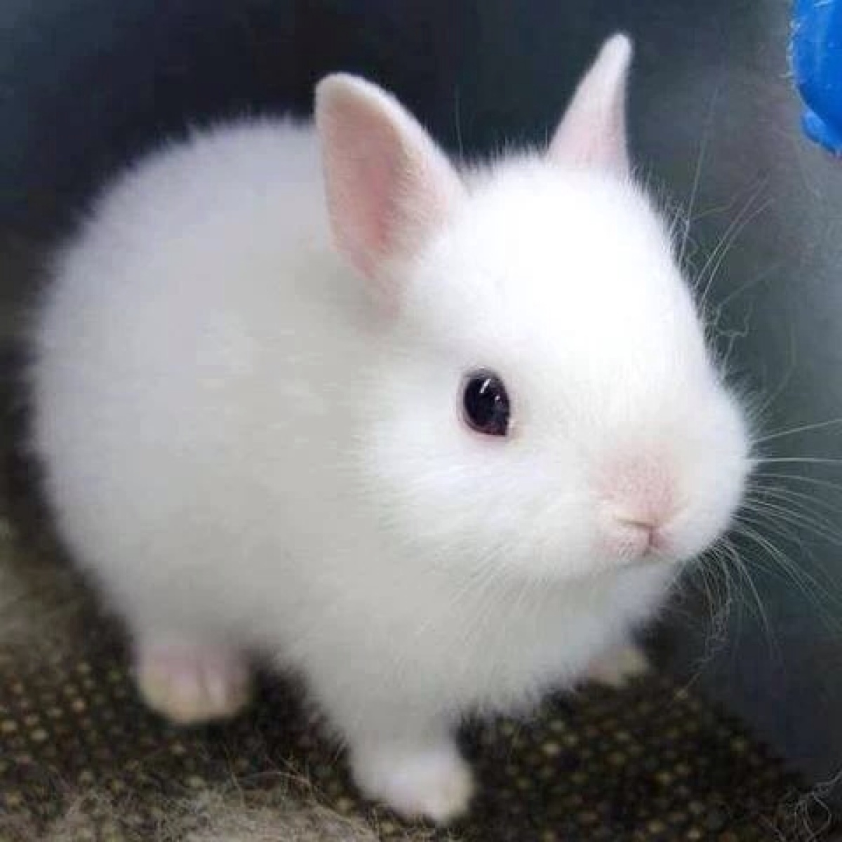 1到3个月的幼兔能吃胡萝卜吗
