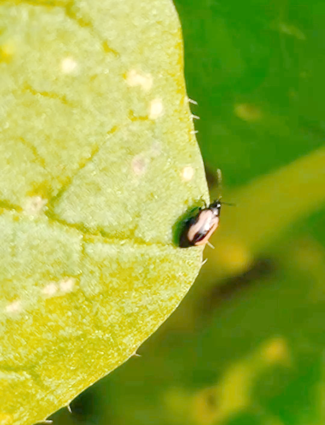 黄曲条跳甲全面防治策略,保障蔬菜安全