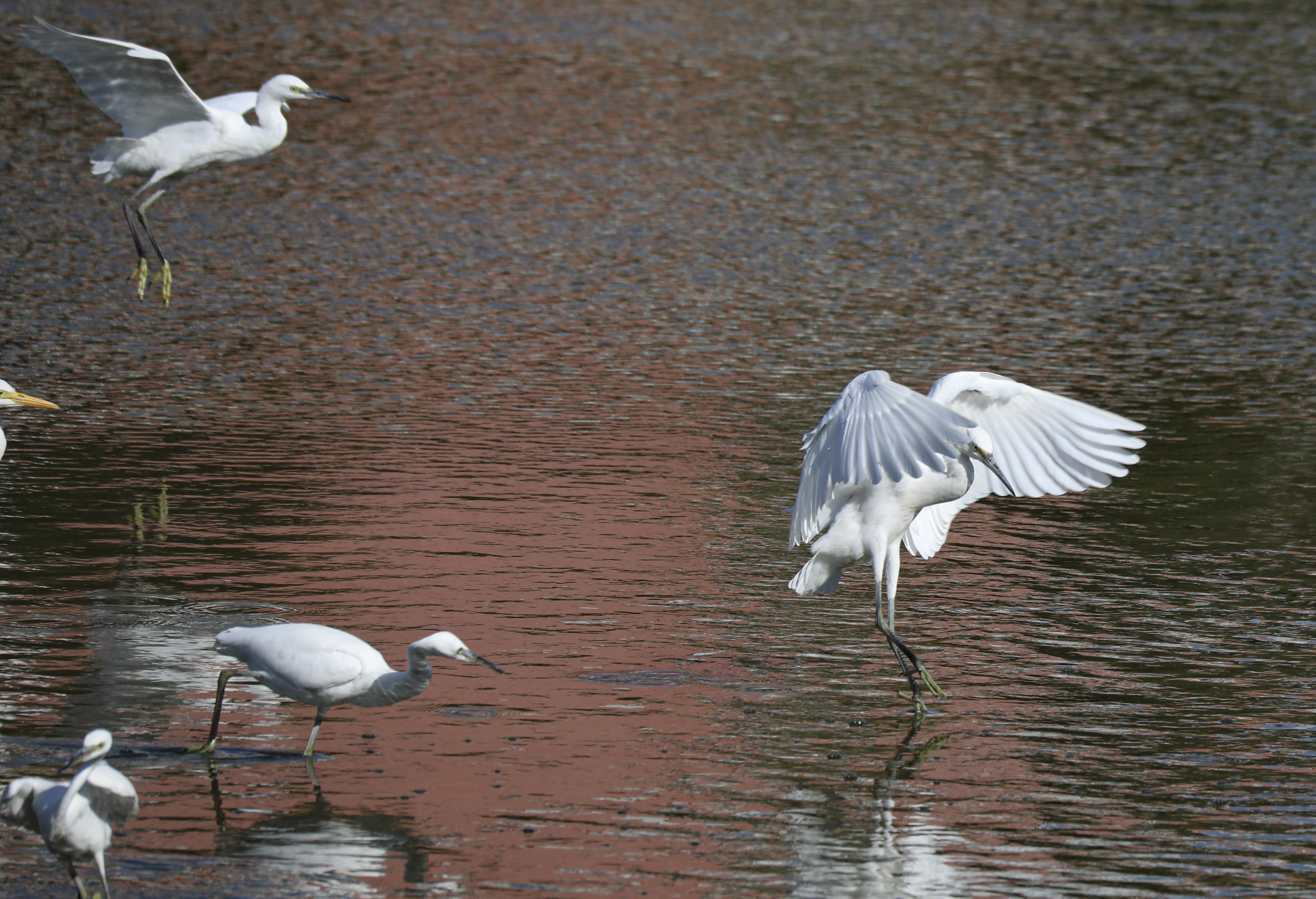 驻足张家口清水河 看白鹭翩翩起舞