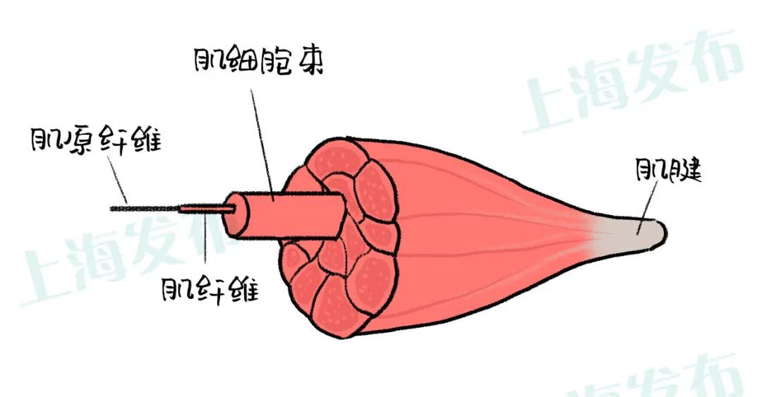 组成肌肉的基本单位是:肌纤维, 肌纤维工作需要的是:糖和氧, 肌纤维