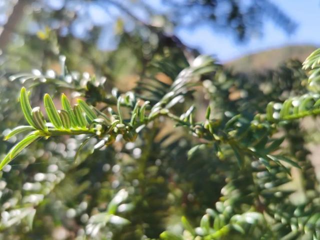 质量不好我宁可不卖500斤精选200斤东阳老树香榧上线啦