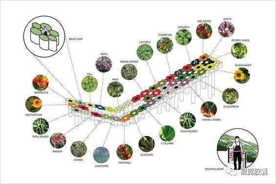 不会画植物分析图,我差点毕不了业!