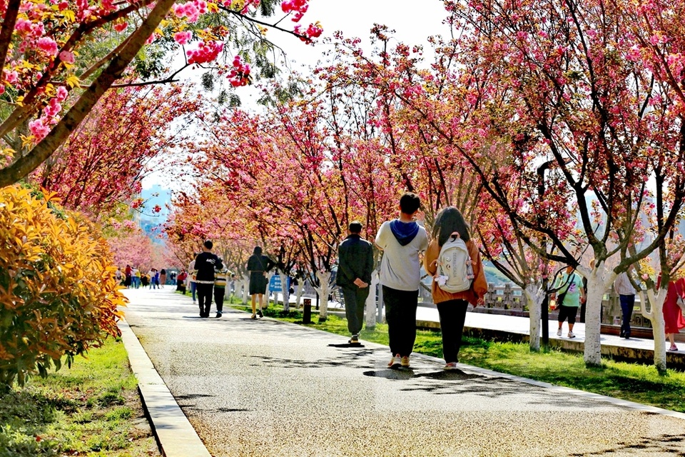 贵州六盘水:水城河沿岸樱花盛开 景色如画春光美