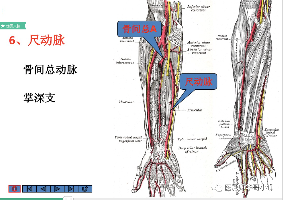 「高清血管图」全身动脉血管(彩色)