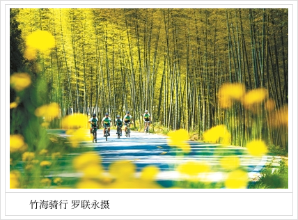 世界竹子分布图片