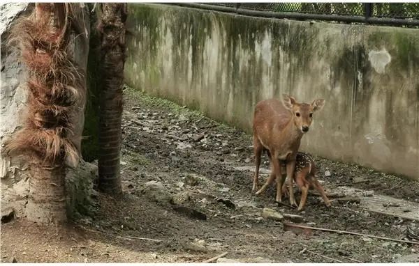 「探索」上海動物園的浣熊和豚鹿喜添萌娃!