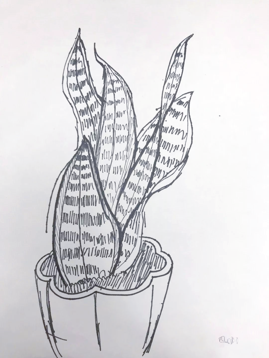 四年级学生植物写生作业精选