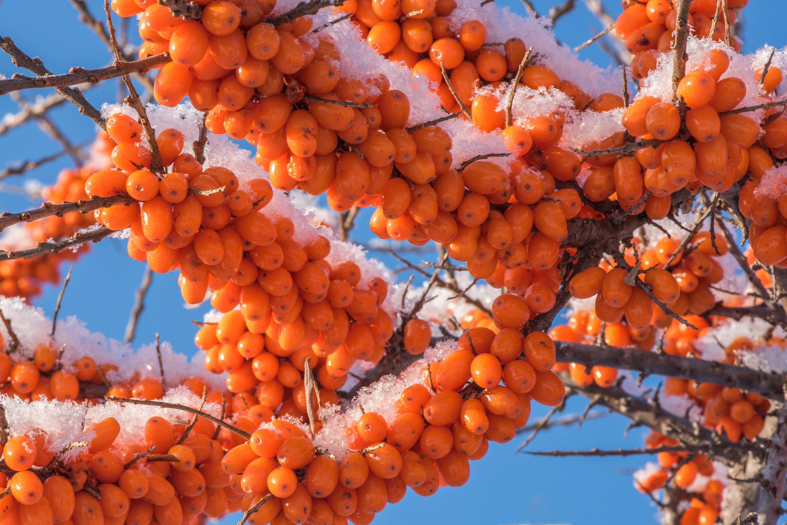 黑龙江林口:沙棘迎丰收