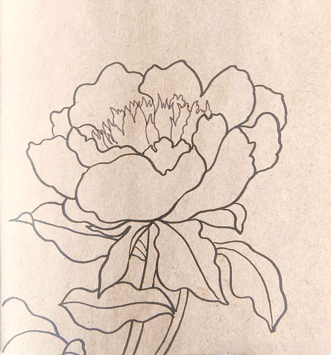 芍药花绘画教程,手把手教你画出美丽的花朵