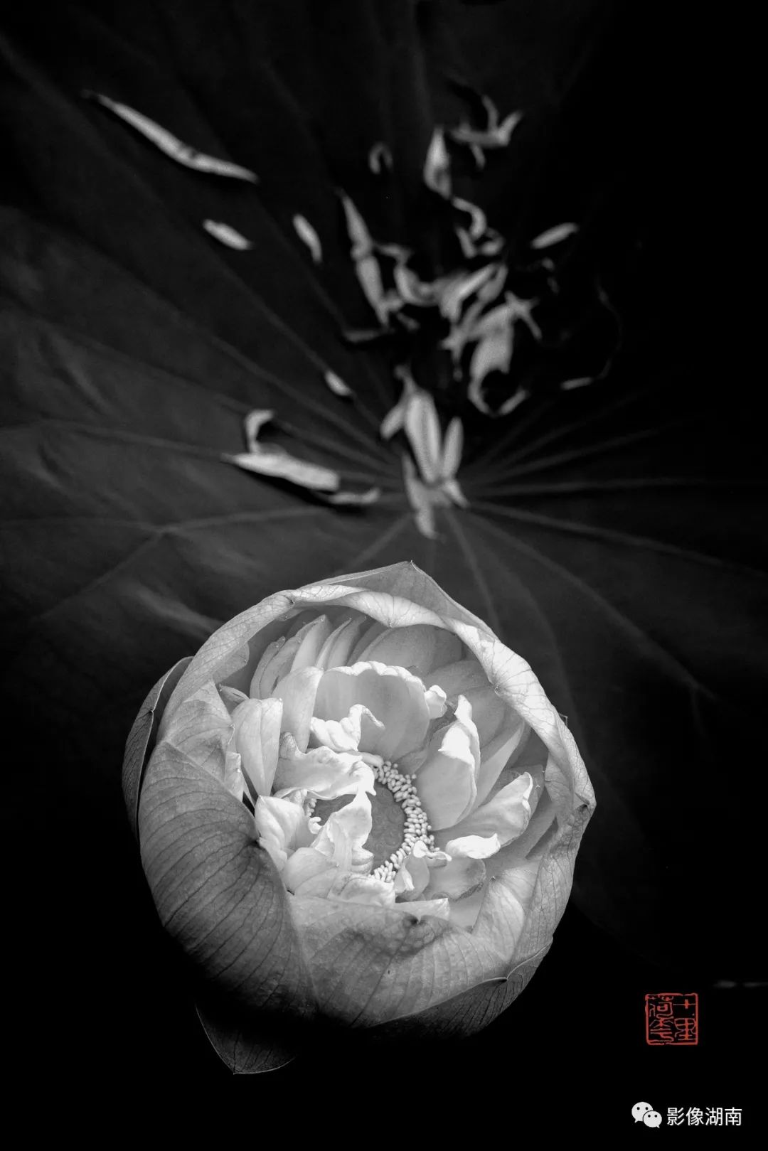 一组高对比黑白荷花图片:微妙的光影,优美的线条,充满质感