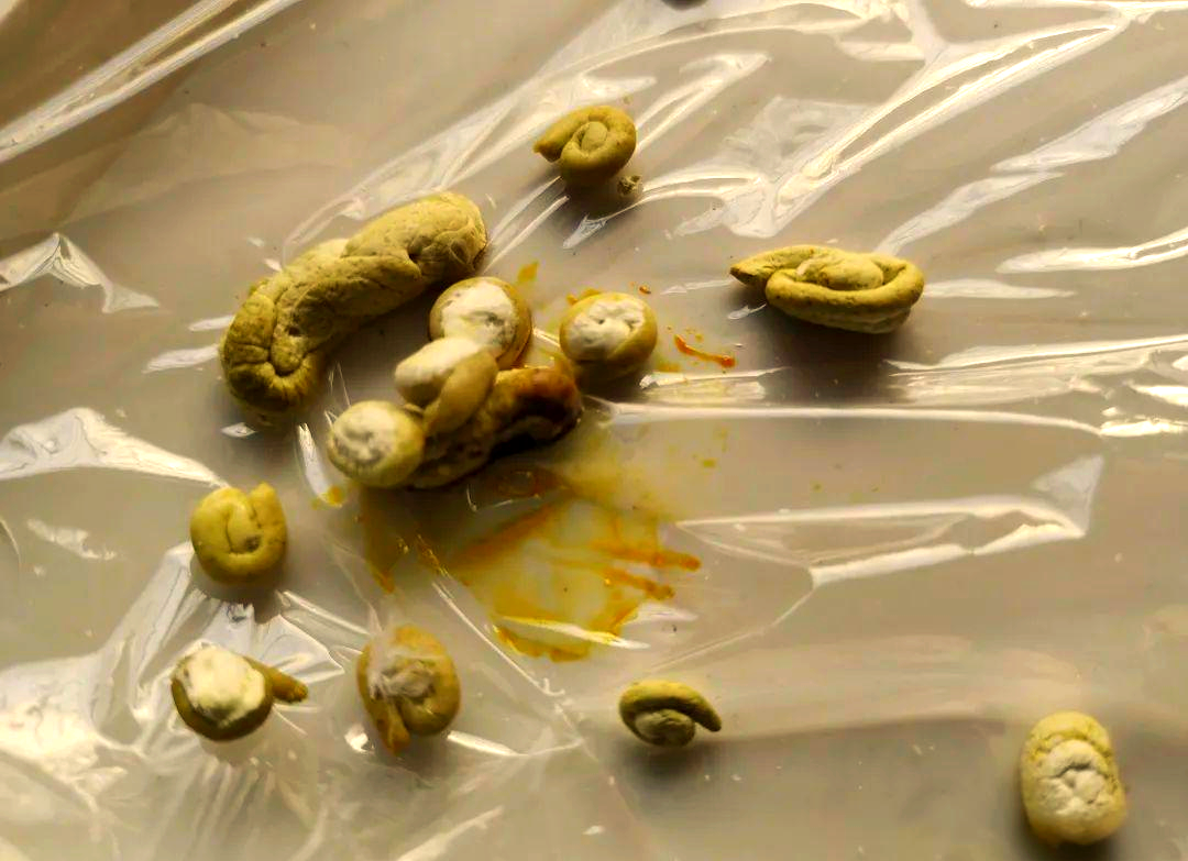 如何确定小鸟是否进食?