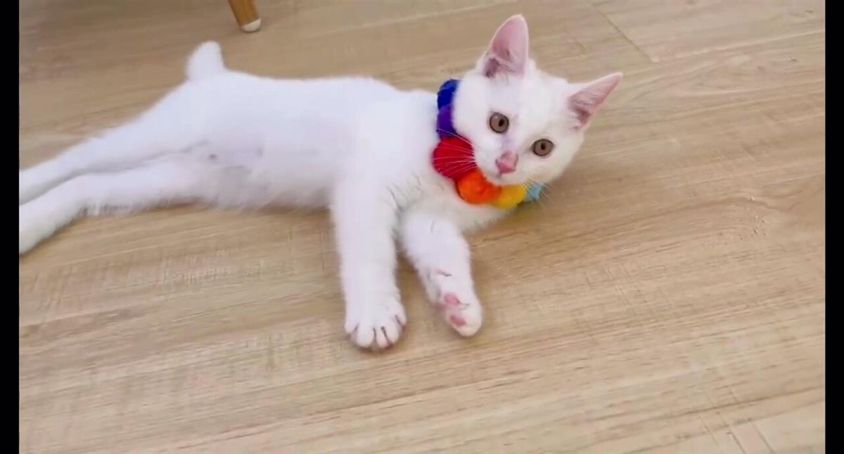 猫咪趁主人睡觉开闸放水淹了家(图2)