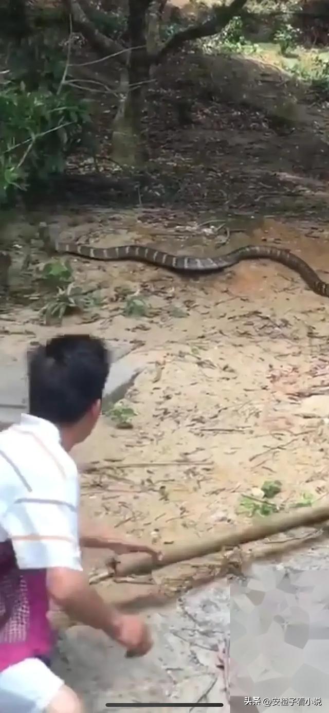 毛骨悚然!云南普洱,有村民在野外果园,发现条三米多长的大黑蛇
