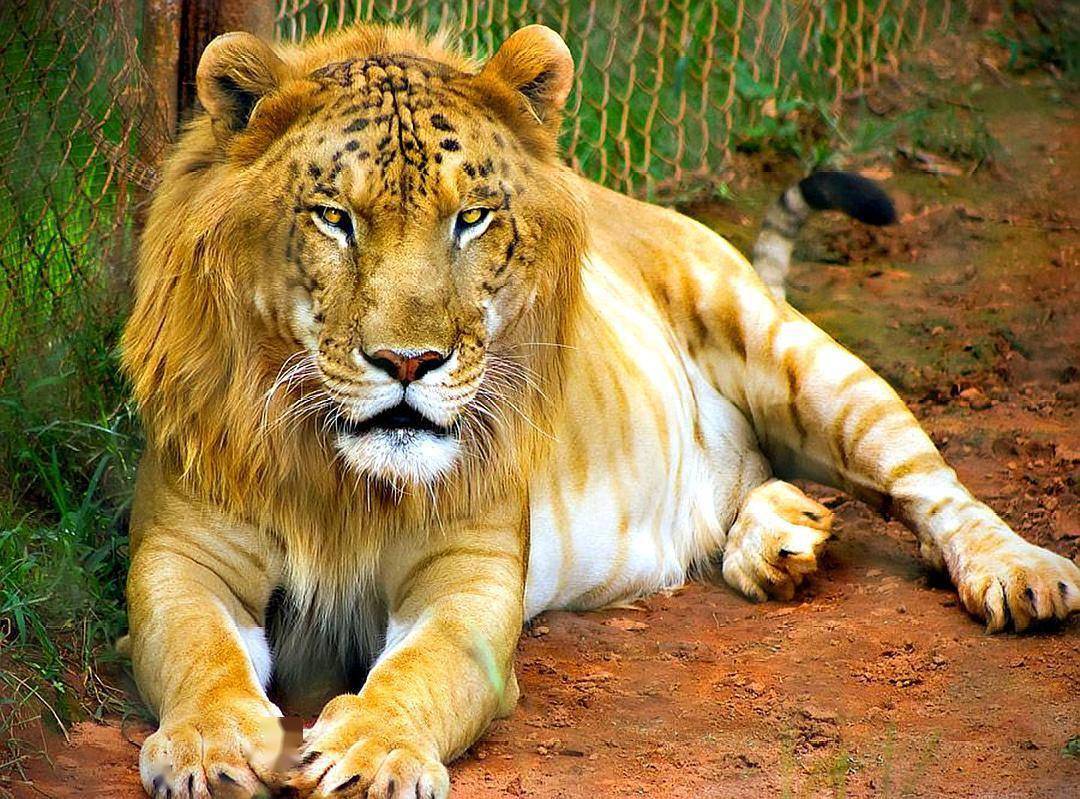 巨型狮虎兽图片
