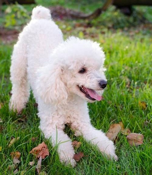 四季贵宾犬的这写训练指令你知道吗