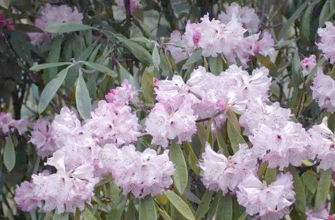 大凉山上的索玛花:彝族人的生命之花与精神寄托