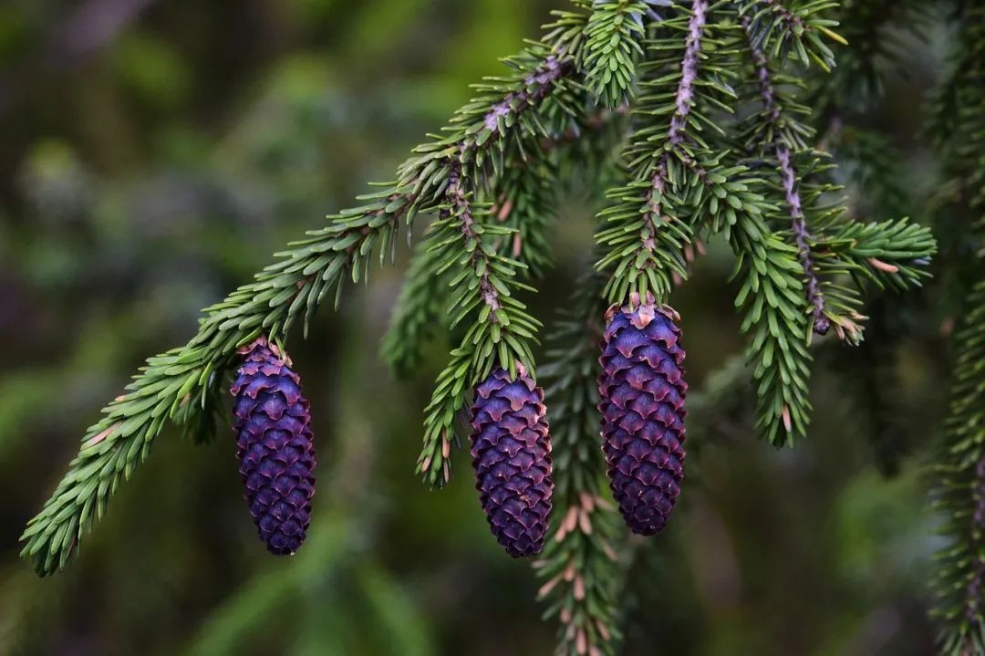 林草日历|云南乡土树种:油麦吊云杉,杉木,秃杉
