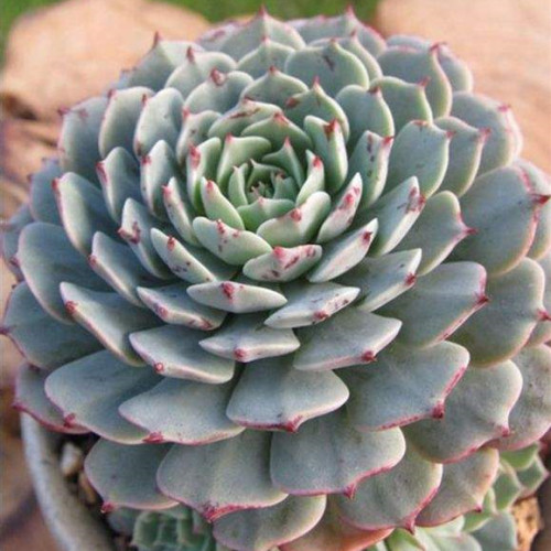 多肉品种:雨滴,纸风车,相府莲,小红船,香草比斯